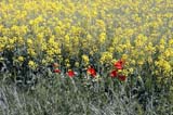 Oilseed rape and poppies
